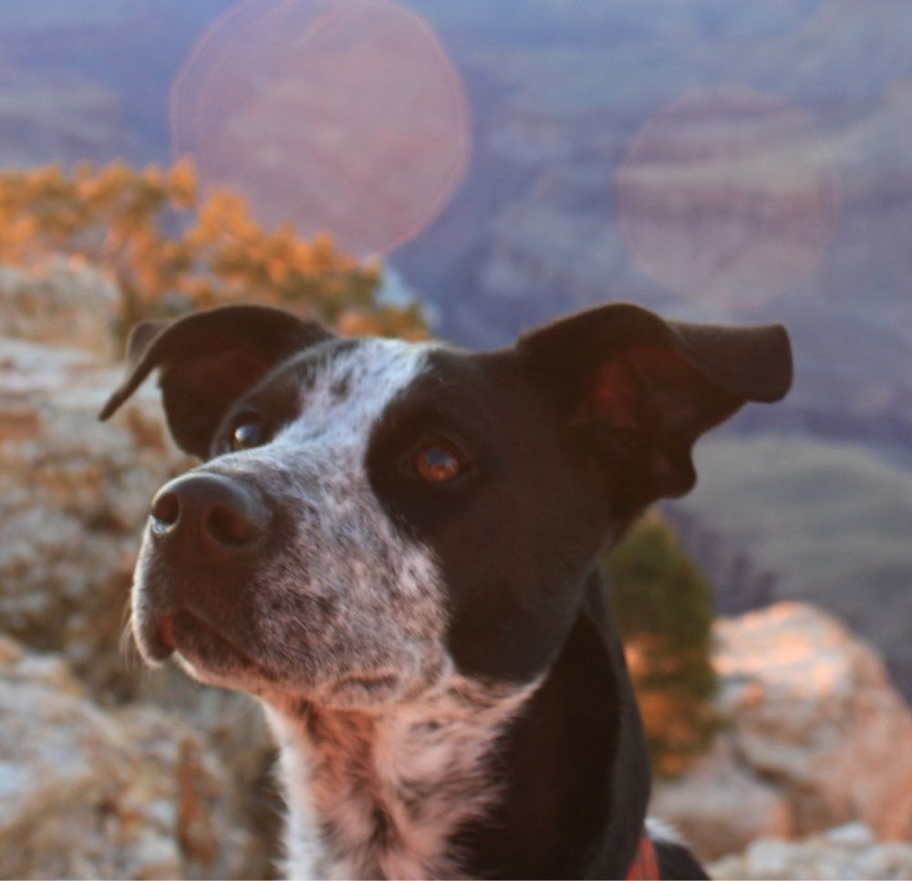 Dog & Cat Boarding in Albuquerque, NM